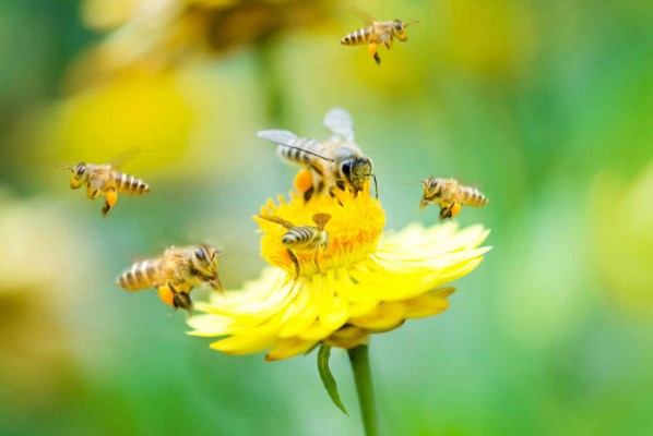 Las abejas son capaces de hacer sumas y restas
