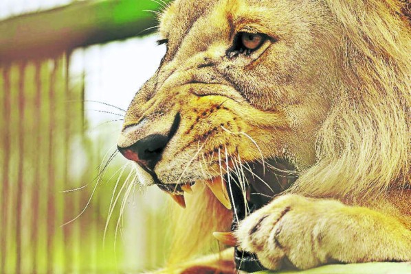 Zoológico hondureño cambiará tres leones glotones por una jirafa