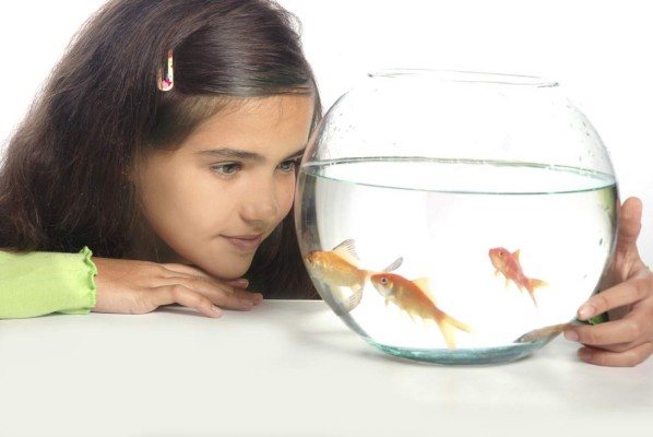 Cuidados especiales que los peces necesitan