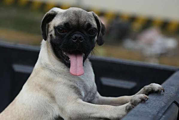 Las 10 claves para tener un perro sano y feliz