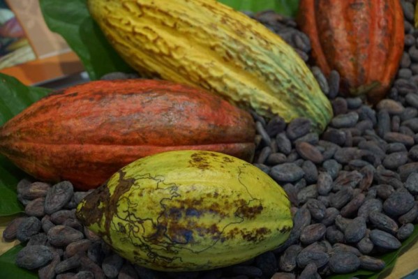 La pasión por el cacao, una historia de más de cinco mil años
