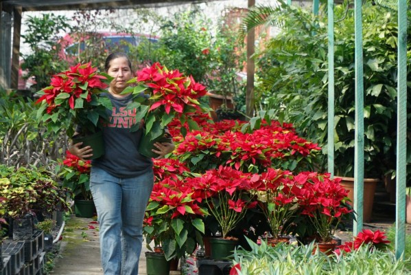 Pascuas embellecen época navideña de sampedranos