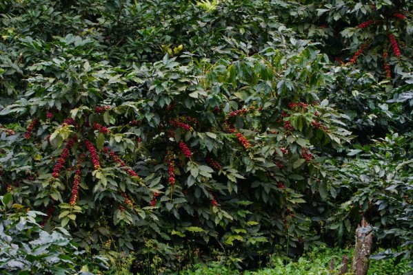 Millonarias pérdidas por falta de cortadores de café