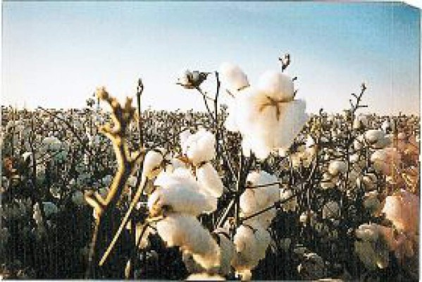 A sembrar algodón en Nacaome, Valle