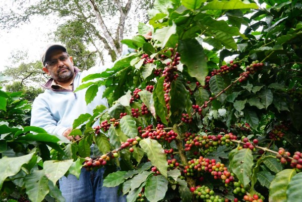 Millonarias pérdidas por falta de cortadores de café