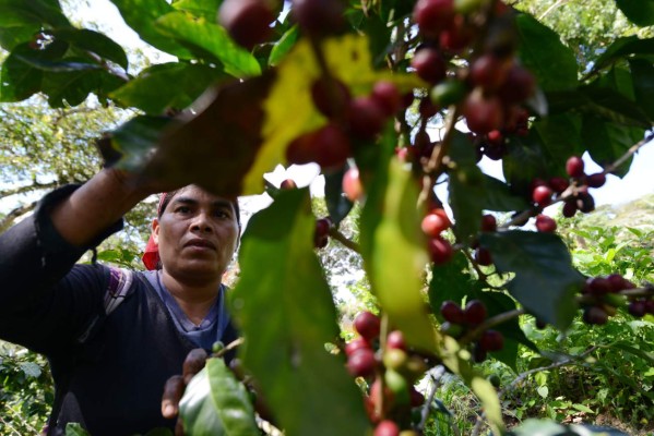 Libra de café especial panameño alcanzó los $140 en subasta
