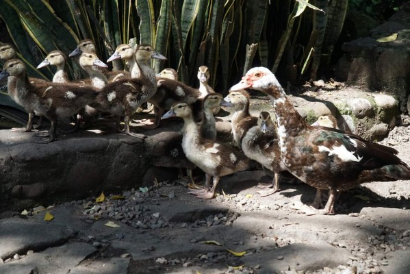 Cómodos hoteles de montaña para descansar en Honduras