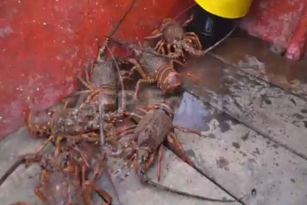 La langosta, principal riqueza de Juan Fernández en Chile&nbsp;&nbsp;&nbsp;&nbsp;