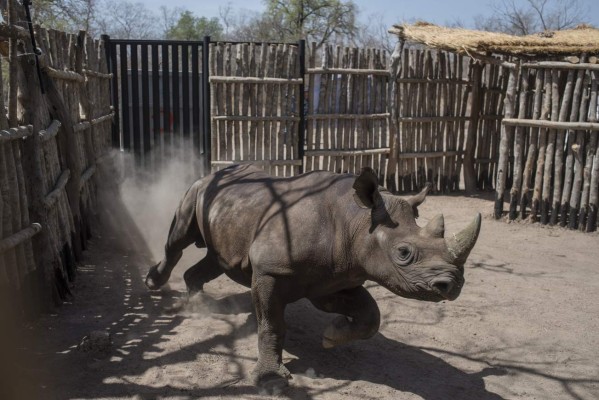 Mueren dos de los seis rinocerontes negros enviados a Chad