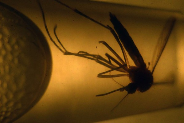 Primer caso de zika en España, mujer que viajó a Honduras