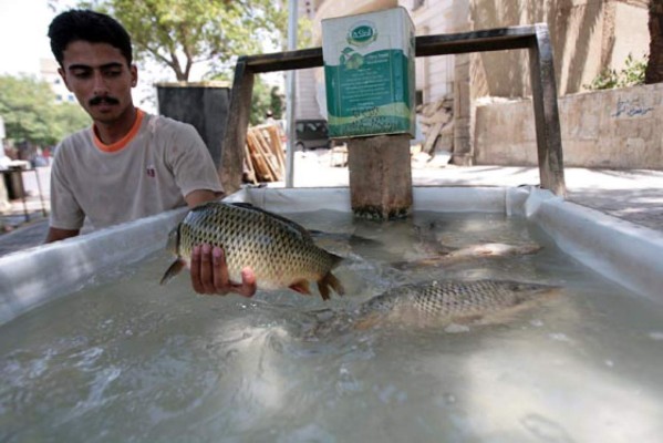 La tilapia, de la sartén a fuente energética limpia