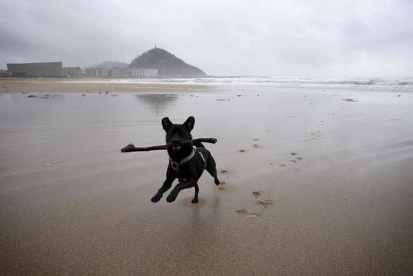 Los españoles consideran que sus perros son más felices que ellos, según un estudio