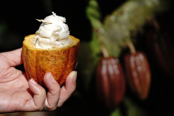 Honduras provee productos orgánicos a más de 26 países