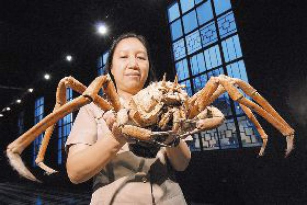 Encuentra especie rara de cangrejo