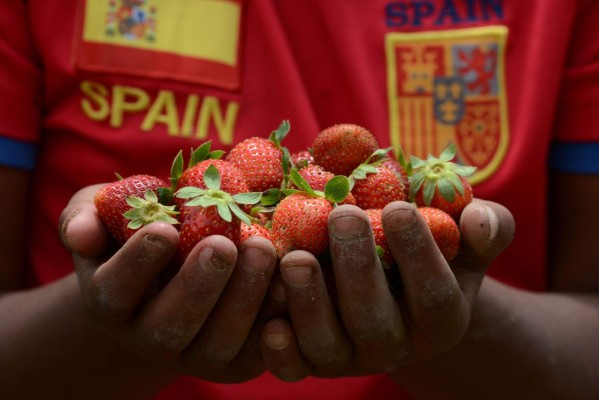 Hongo arrasa con cultivos de fresas en La Tigra