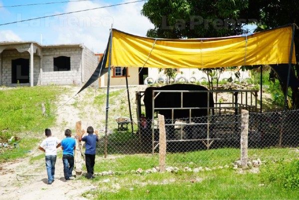 Ley deja atrapada a elefanta en Gracias