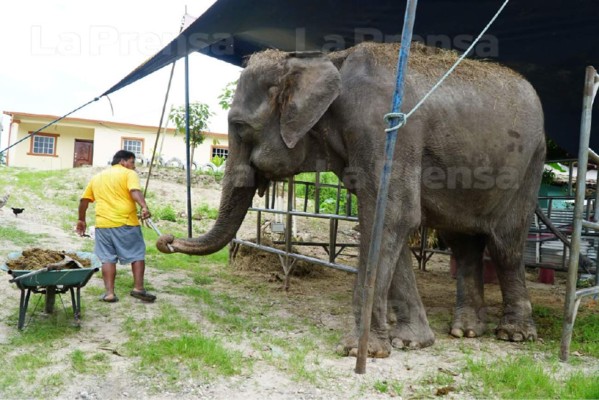 Ley deja atrapada a elefanta en Gracias