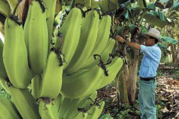 Dole cultivará plátanos para exportación en Olancho