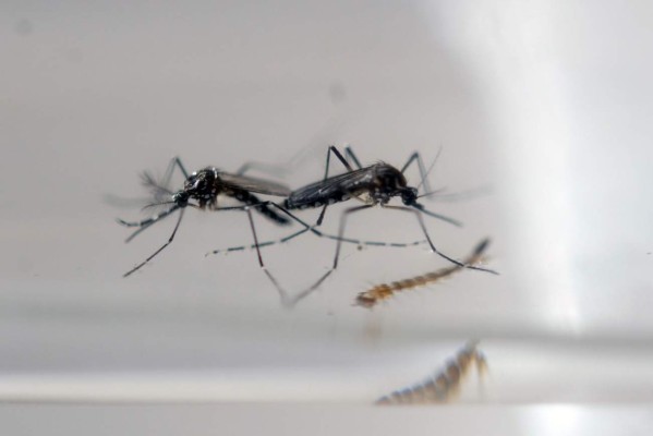 Con bacteria atacan en Costa Rica zancudo que transmite zika