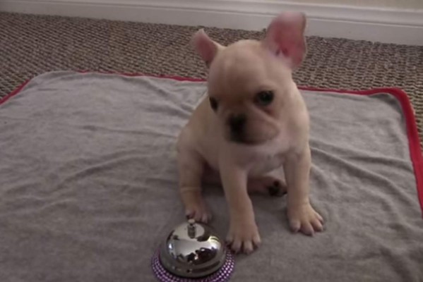 Este obediente cachorro cautiva en la red. Foto YouTube.