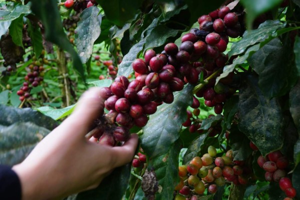 Millonarias pérdidas por falta de cortadores de café