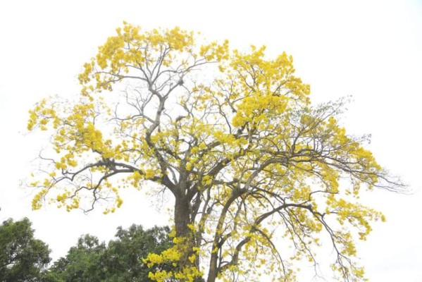 La floraciones se da en verano y puede ser entre abril y mayo.