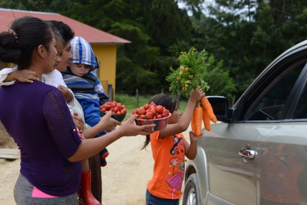 Hongo arrasa con cultivos de fresas en La Tigra