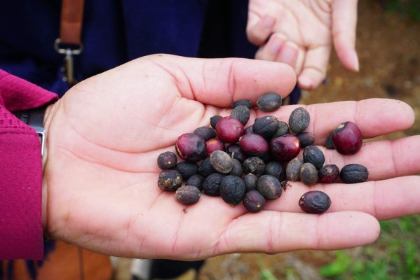 Millonarias pérdidas por falta de cortadores de café