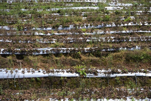 Hongo arrasa con cultivos de fresas en La Tigra