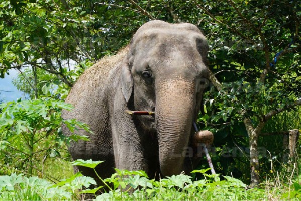 Ley deja atrapada a elefanta en Gracias