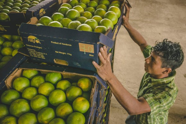 Naranjeros de Sonaguera abren nuevos mercados de exportación