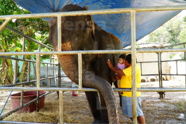Ley deja atrapada a elefanta en Gracias