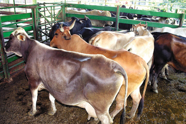 Buscan promover cultivos y ganado de Honduras