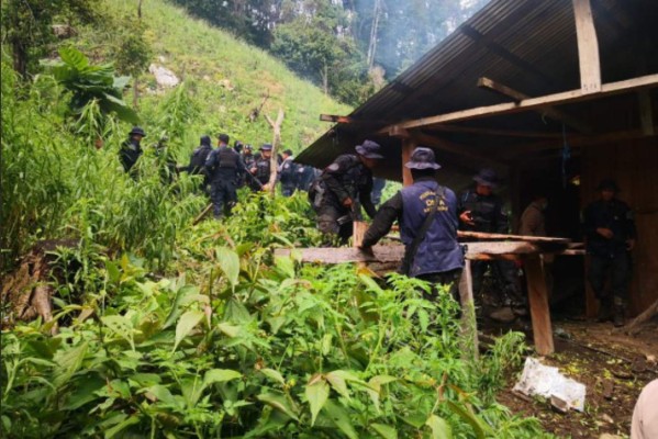 Encuentran un 'narcolaboratorio' 57 mil plantas de supuesta coca en Colón