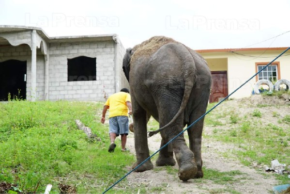 Ley deja atrapada a elefanta en Gracias