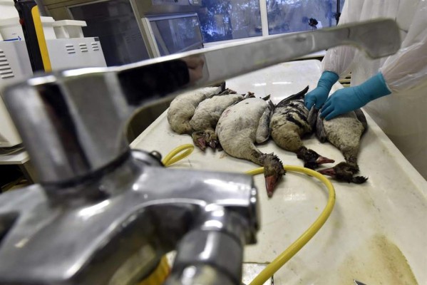 Hallan cepa de gripe aviar en una granja de pavos del norte de Inglaterra  