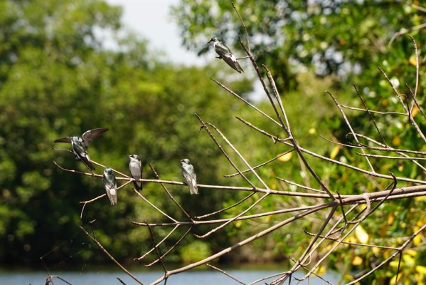 Parque Nacional Punta Izopo, santuario de biodiversidad
