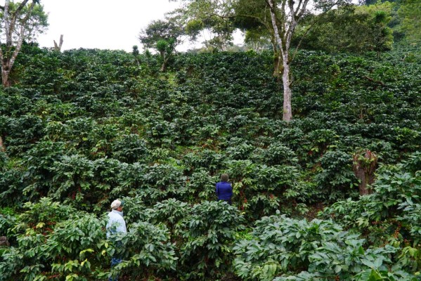 Millonarias pérdidas por falta de cortadores de café