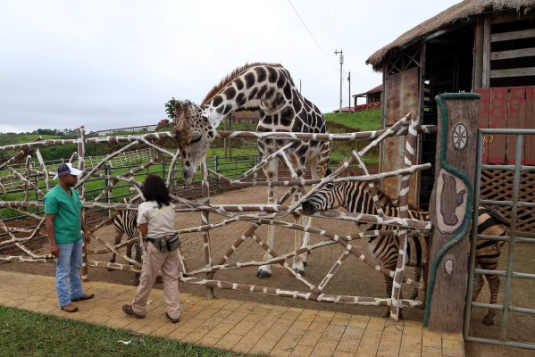 Honduras: Nace tigresa blanca en el zoológico Joya Grande