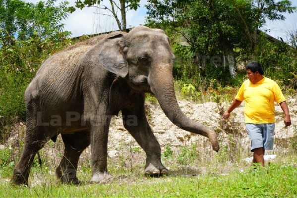 Ley deja atrapada a elefanta en Gracias