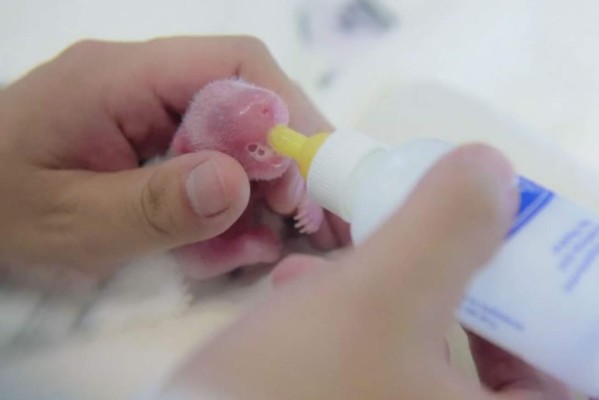Panda da luz a mellizos en Macao