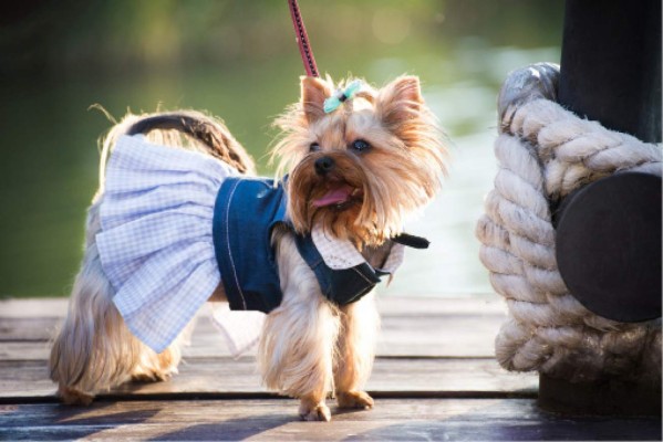 Vista a la moda a su mascota