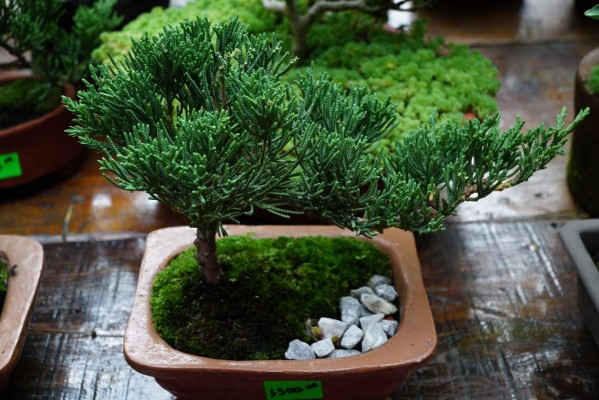 Angeli Gardens tiene una atractiva exposición de plantas