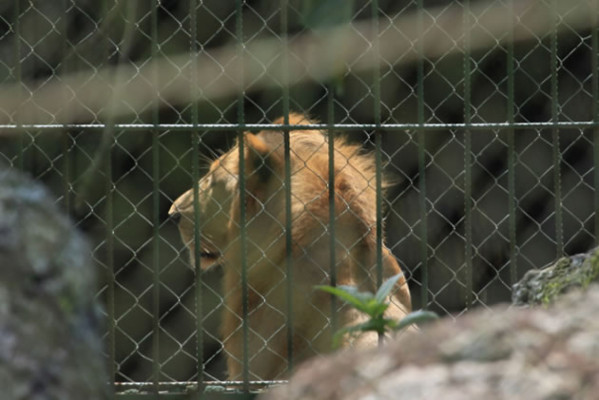 Incertidumbre por quién cuidará de los animales del zoológico