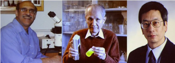 Inventores de proteína fluorescente ganan Nobel