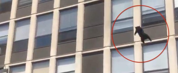 Video viral: gato salta desde el quinto piso de un edificio en llamas para no morir