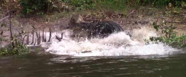 Video viral: cocodrilo celoso ataca a su hembra por 'coquetear' a otro pretendiente