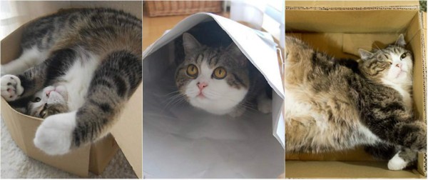 Maru, el gato más visto de Youtube