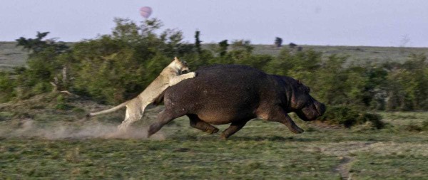 VIDEO: Leona casi muere en las garras de la que pensó sería su presa
