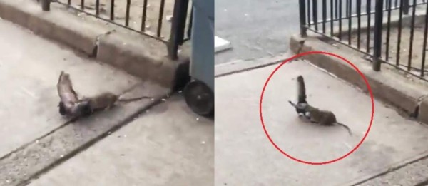 Video viral: salvaje ataque de una ‘super rata’ a una paloma en Nueva York